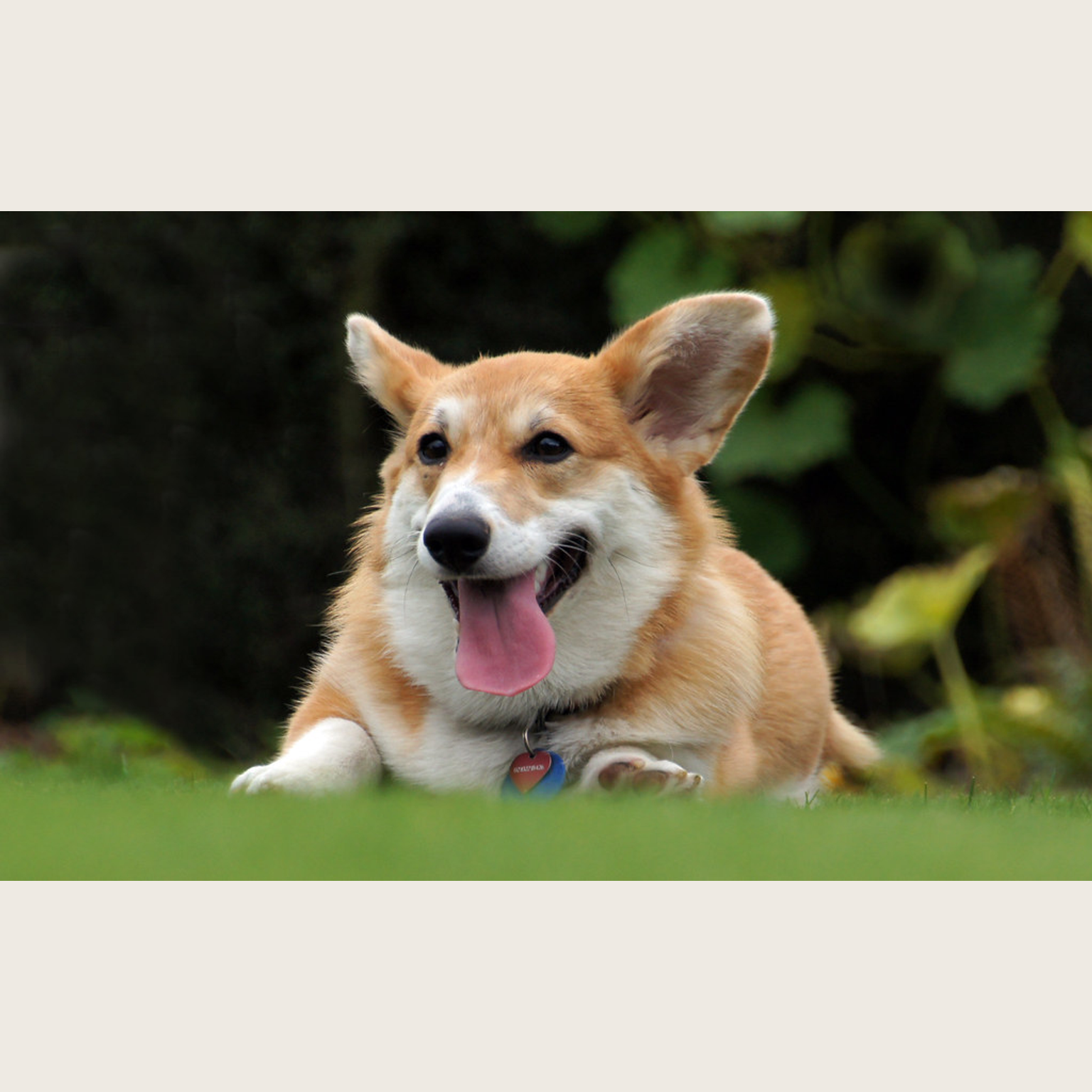 Corgi source photo before AI transformation