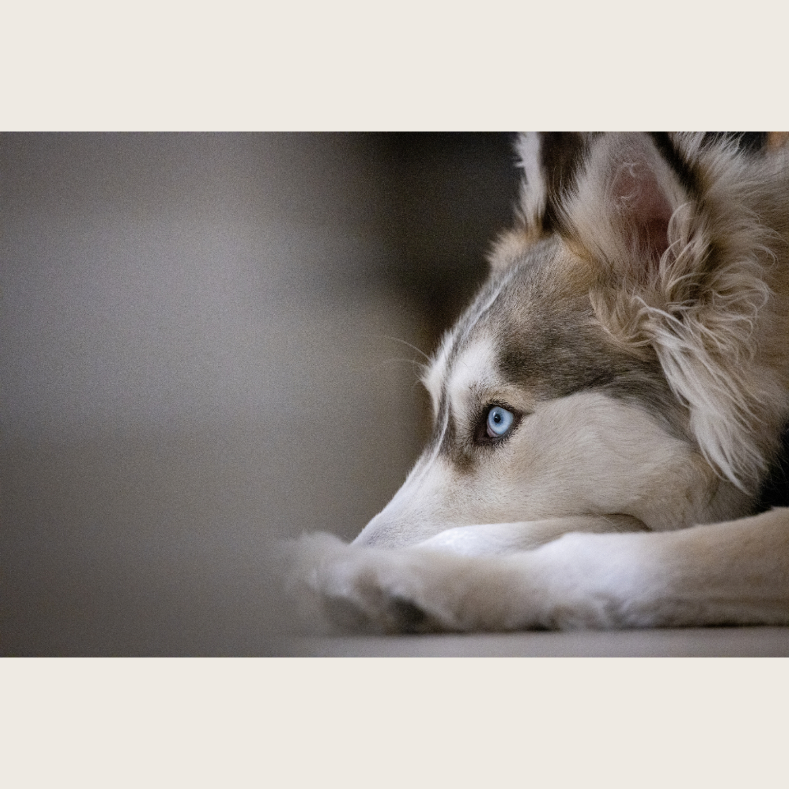 Husky source image before AI transformation