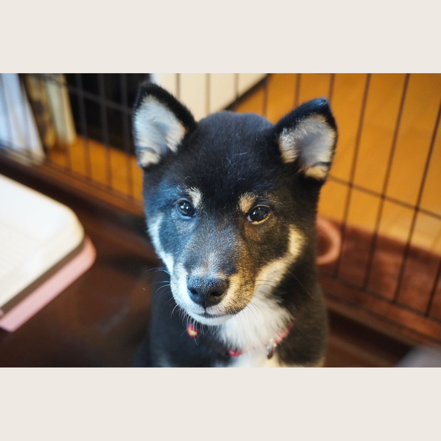 Authorized source photo of a Shiba Inu before AI sticker generation