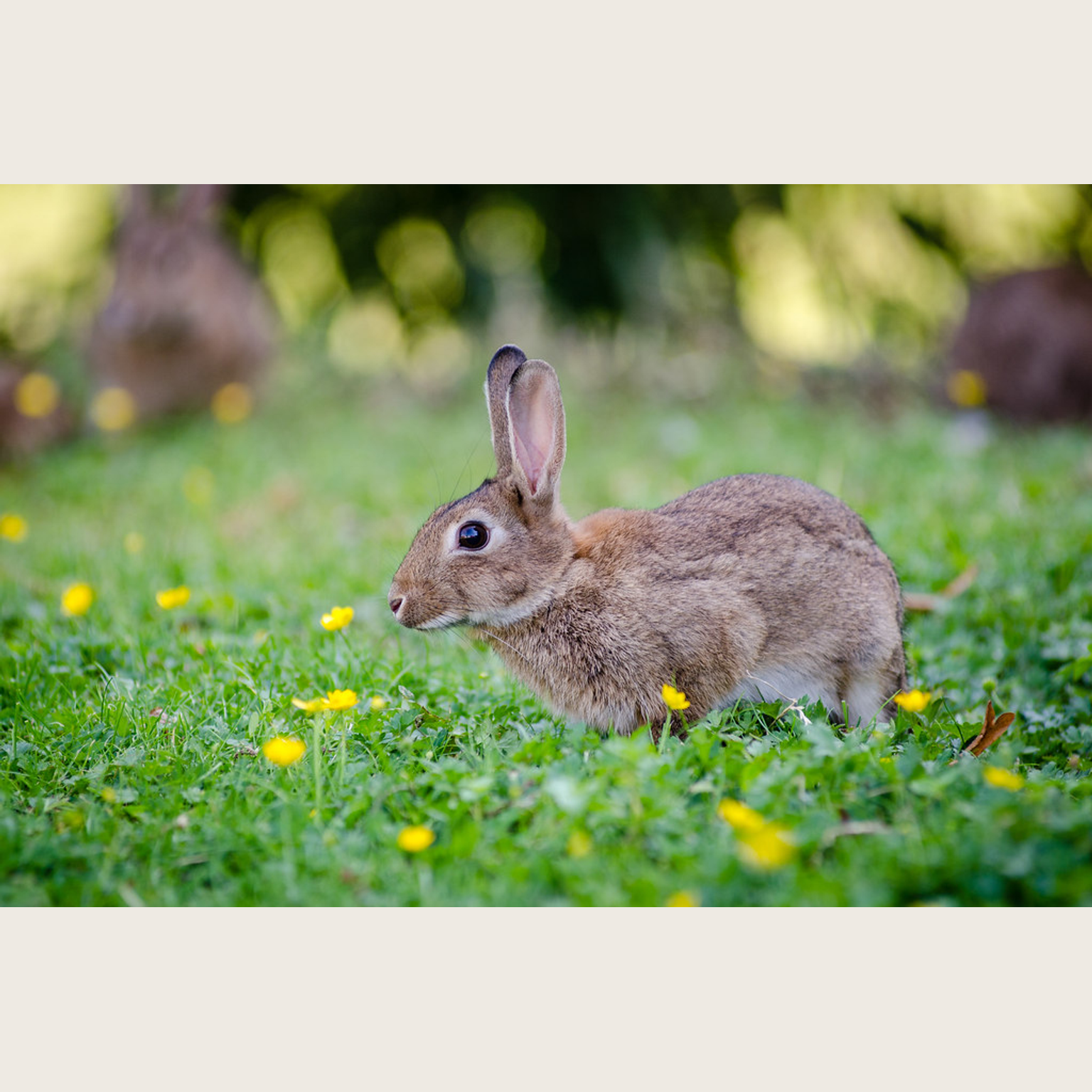 Rabbit source image before AI transformation